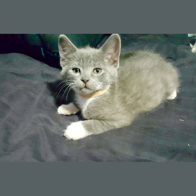 Photo of Charlotte The Super Social Pretty Grey Kitten!