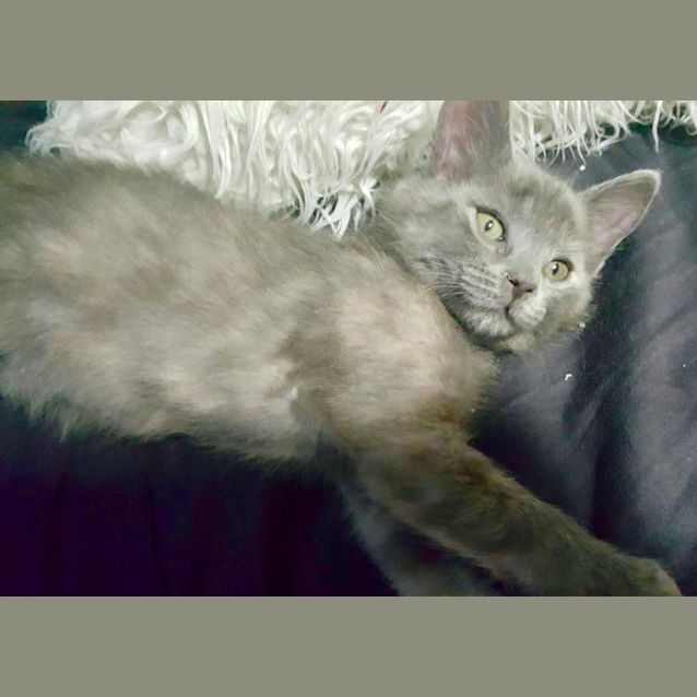Photo of Lilly Bell The Cheeky Grey Tortie Kitten!