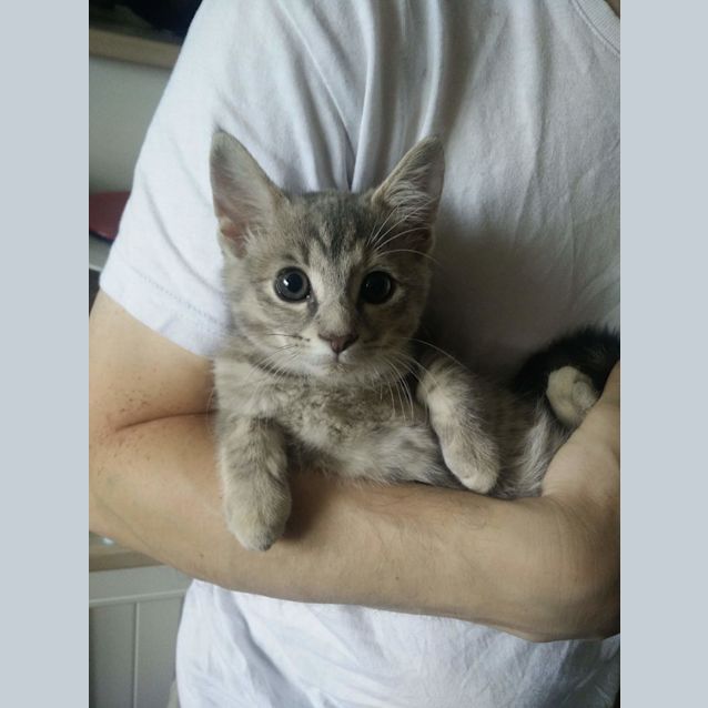 Photo of Ash The Bubbly Grey Tabby Kitten! 