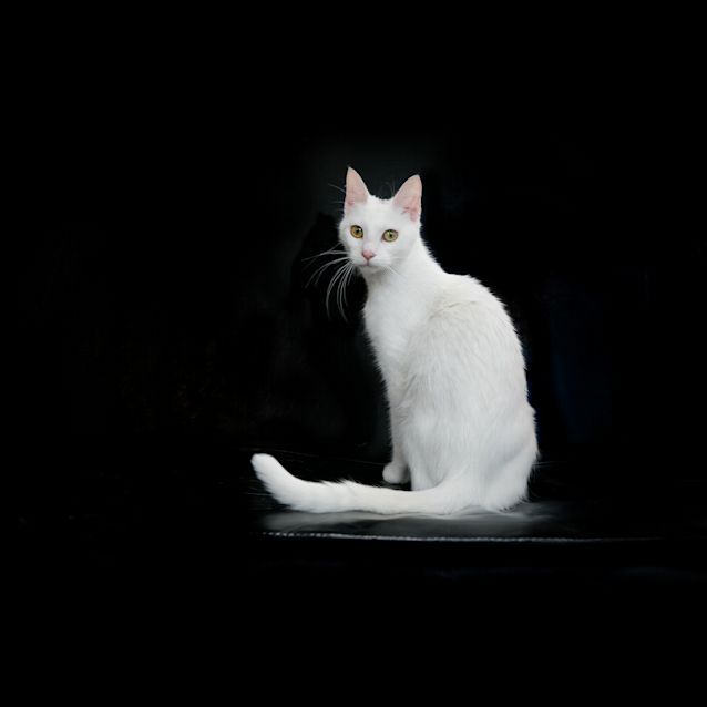 Photo of Edie (4651) 