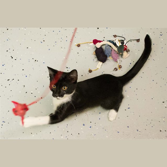Photo of Chip