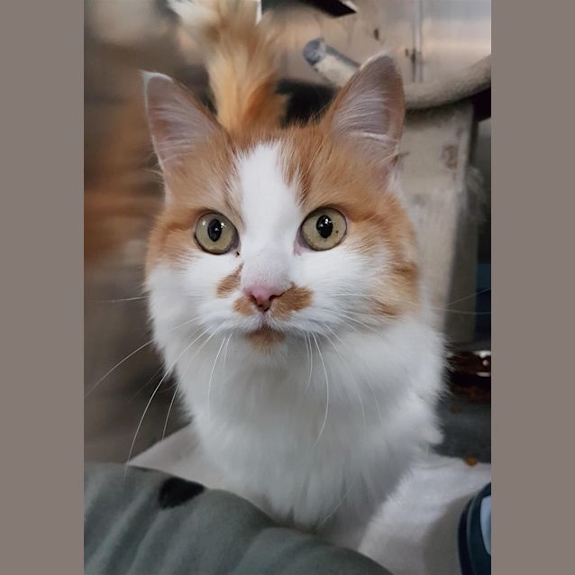 Photo of Henrietta
