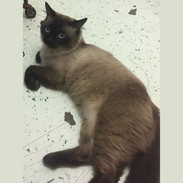 Photo of Maloo