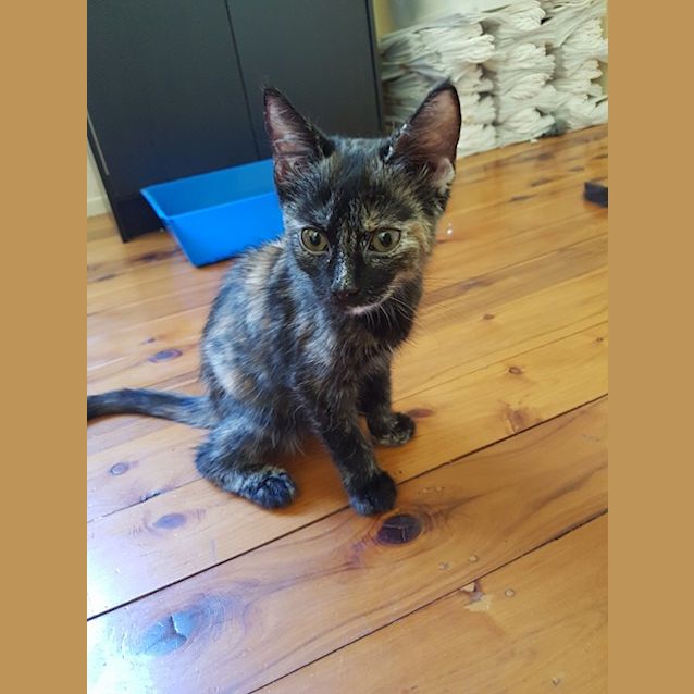 Photo of Pepper