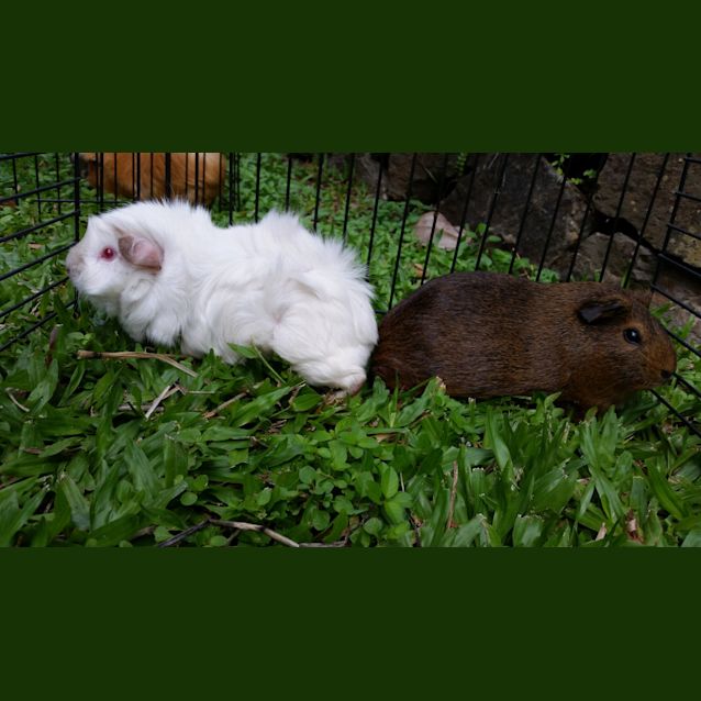 Photo of Lily And Rose