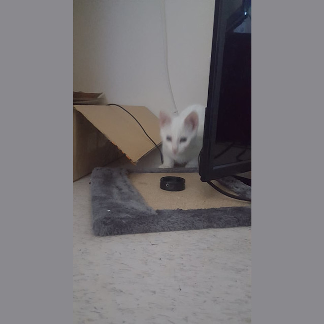 Photo of Casper