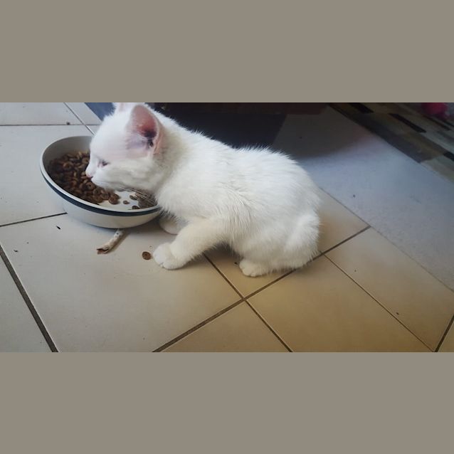 Photo of Gizmo