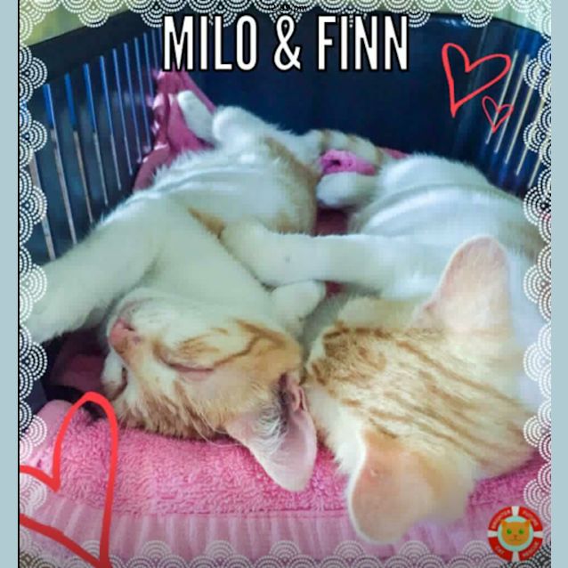 Photo of Finn
