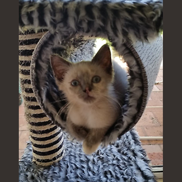 Photo of Aria