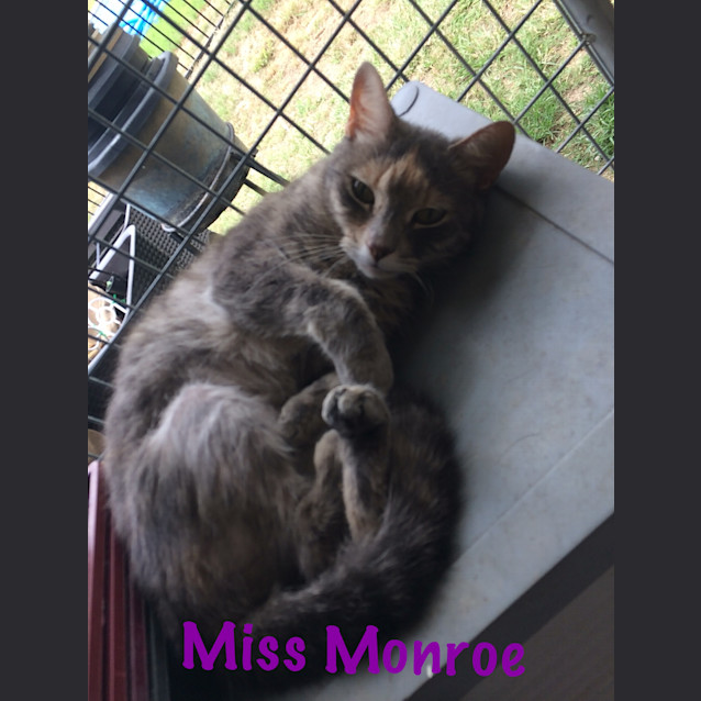 Photo of Miss Monroe (Meow Meow)