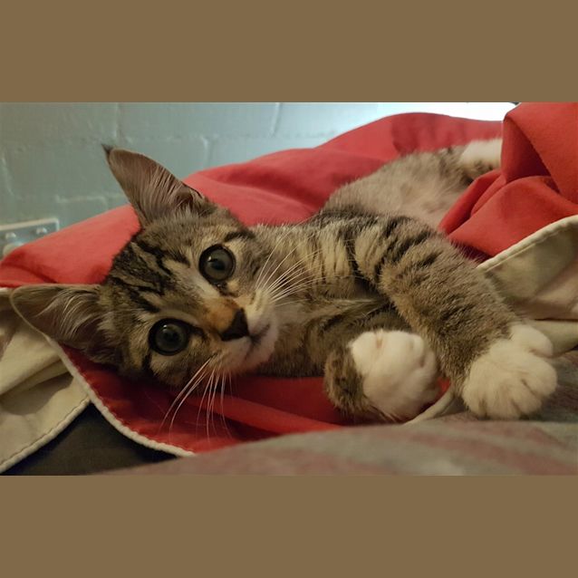 Photo of Finch