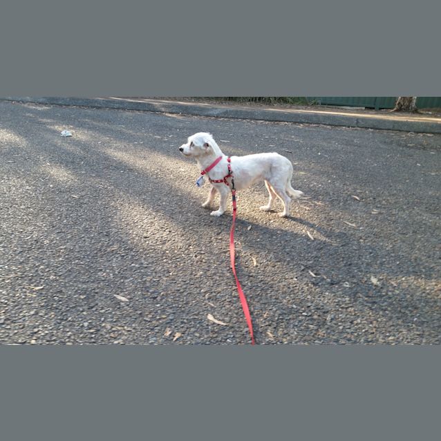 Photo of Suki