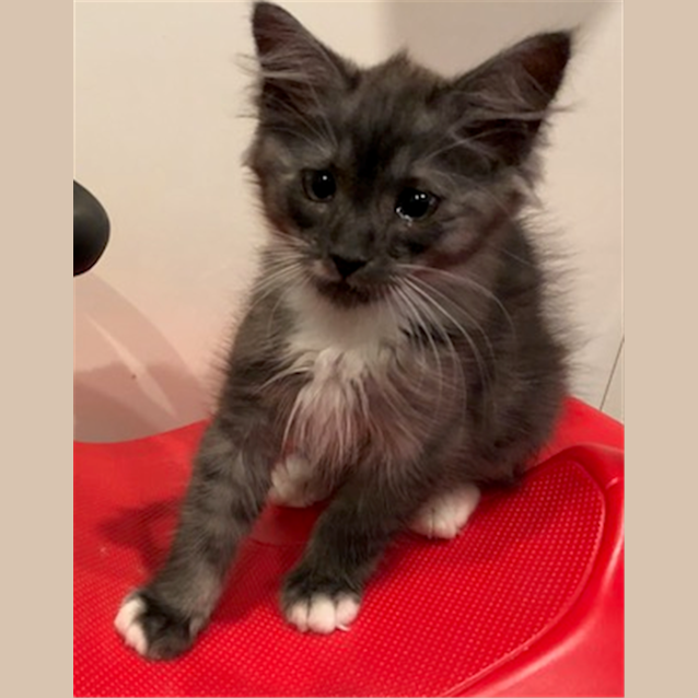 Photo of Meow Meow