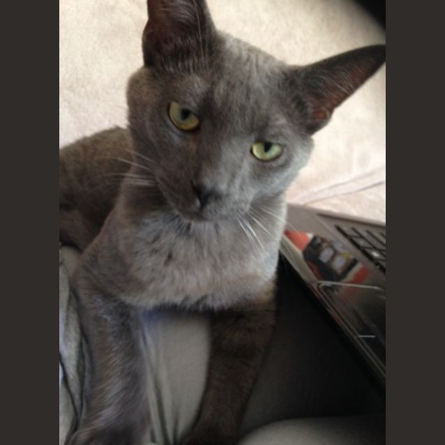 Photo of Grey