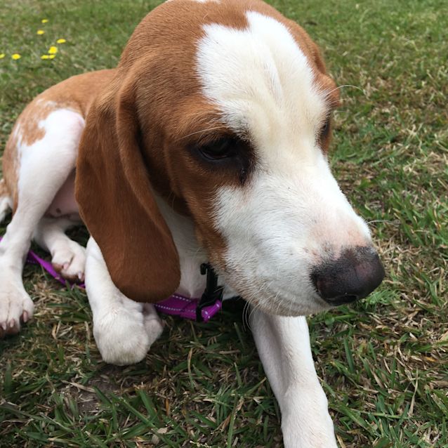 Photo of Ruby