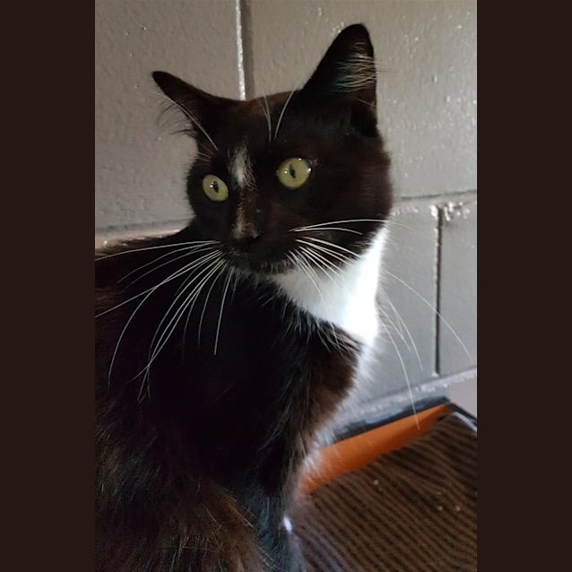 Photo of Link 