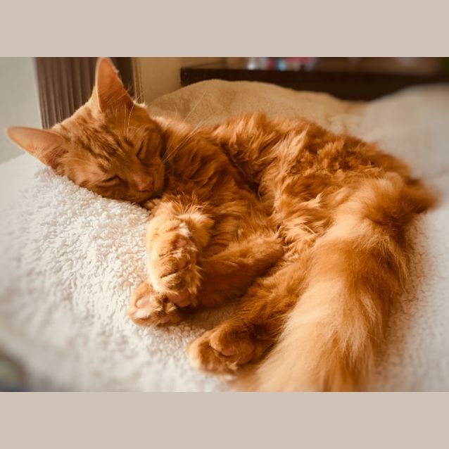 Photo of Pete The Fluffy Friendly Ginger Tom Cat!