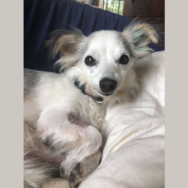 Photo of Missy Moo
