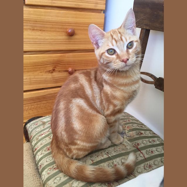 Photo of Pixie The Sweet Ginger Girl Cat!