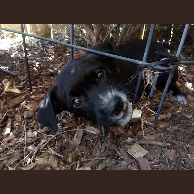 Photo of Cookie