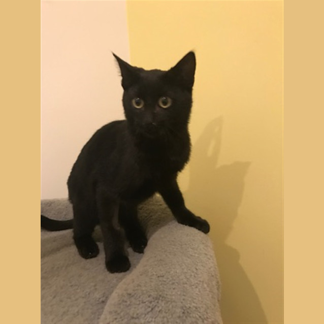 Photo of Bobbie (Now Aragorn)