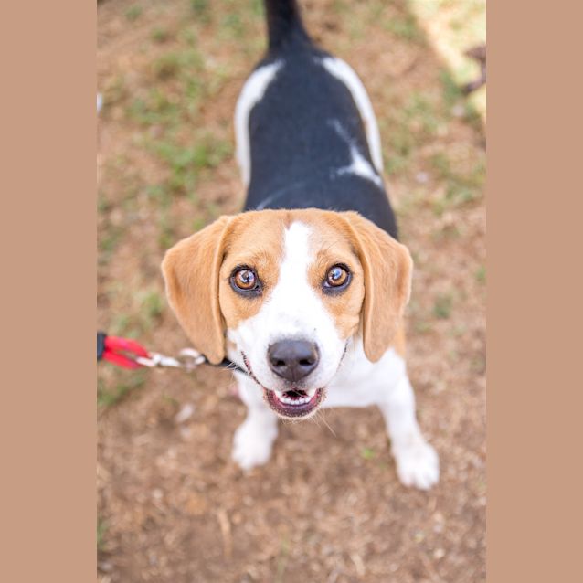 Photo of Bronson