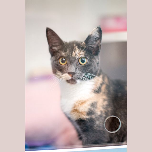 Photo of Little Nell