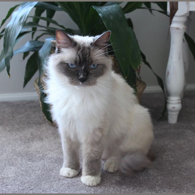 Photo of Simba