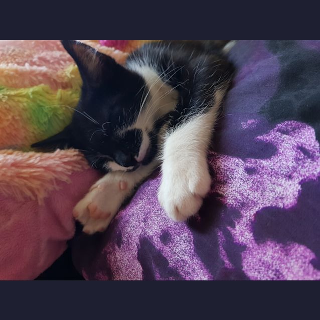 Photo of James Bond The Dog Lovin' Kitten!