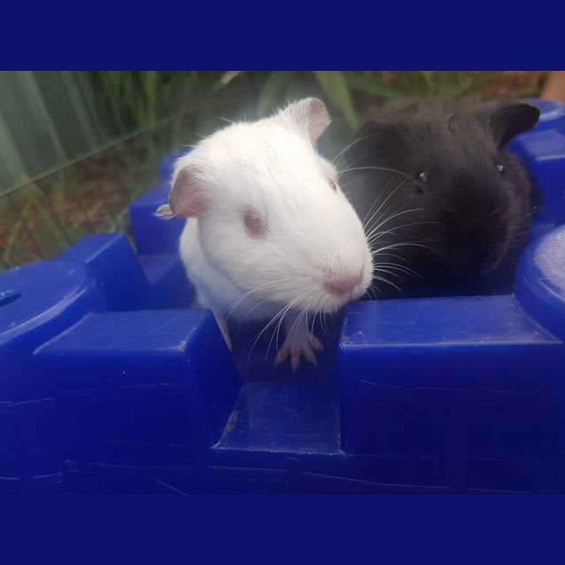 Photo of Sprite & Pepsi