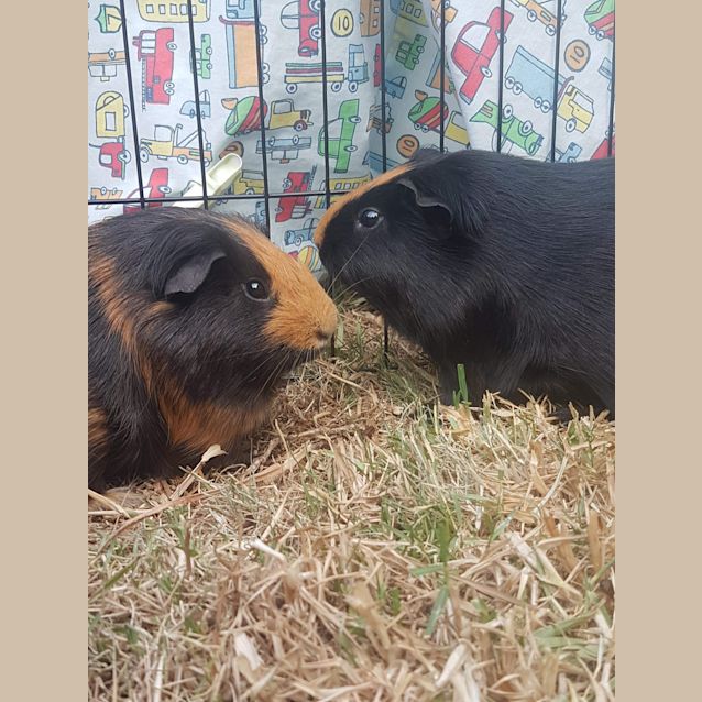 Photo of Buddy & Chambers