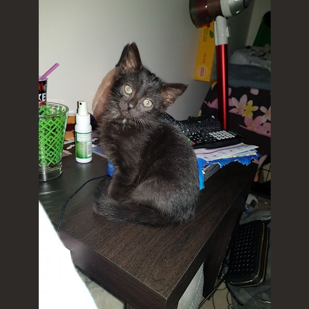 Photo of Salem Dragonheart