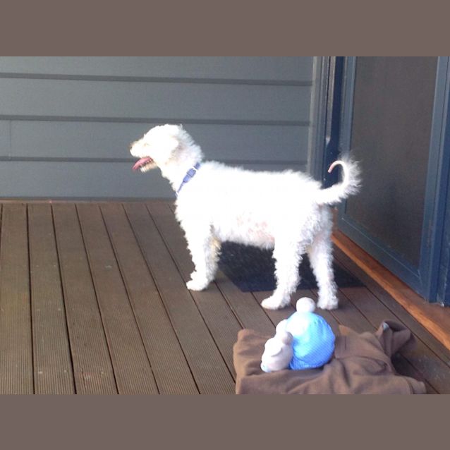 Photo of Forever Foster  