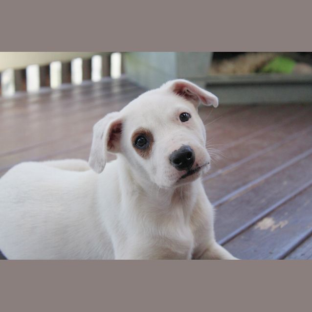 Photo of Hopper