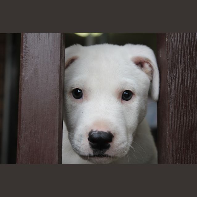 Photo of Kimba