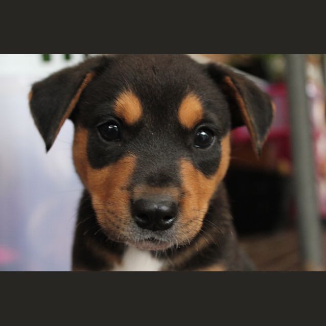 Photo of Daisy