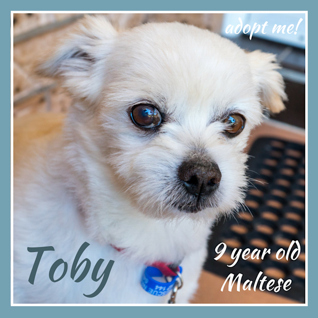 Photo of Toby ~ 9 Year Old Maltese (On Trial 16/2/2018)