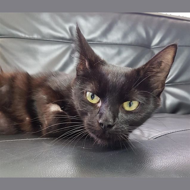 Photo of Sooty