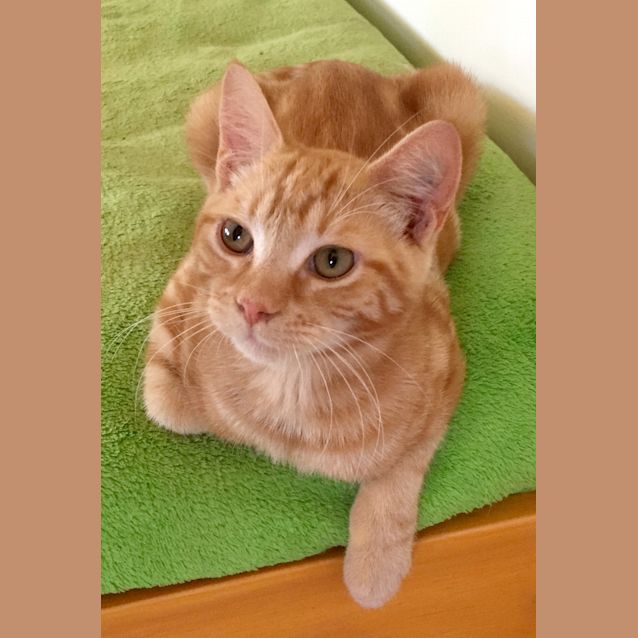Photo of Brutus The Big Bold Ginger Tom Kitten! 