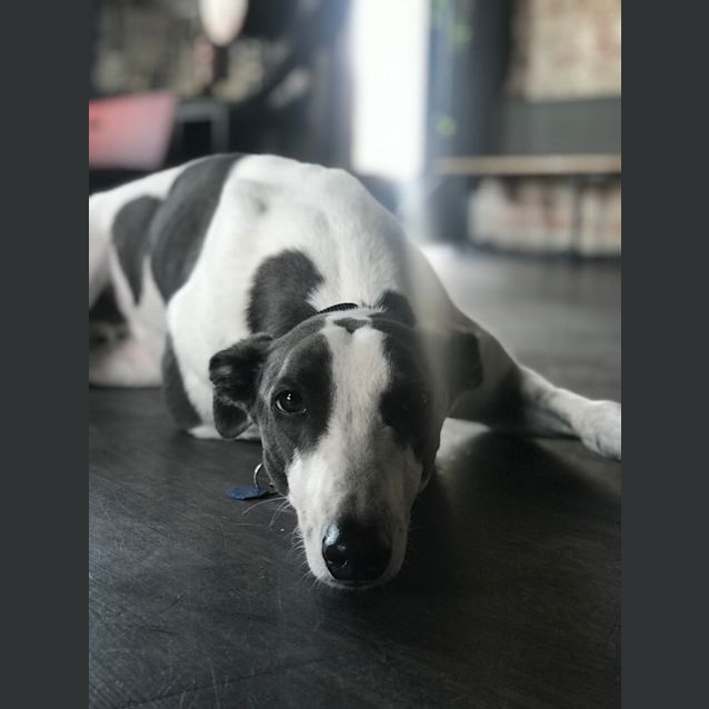 Photo of Xavier