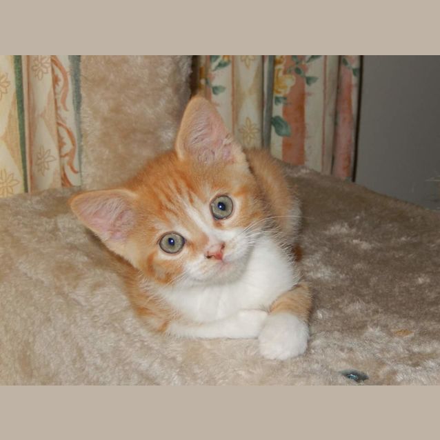 Photo of Star