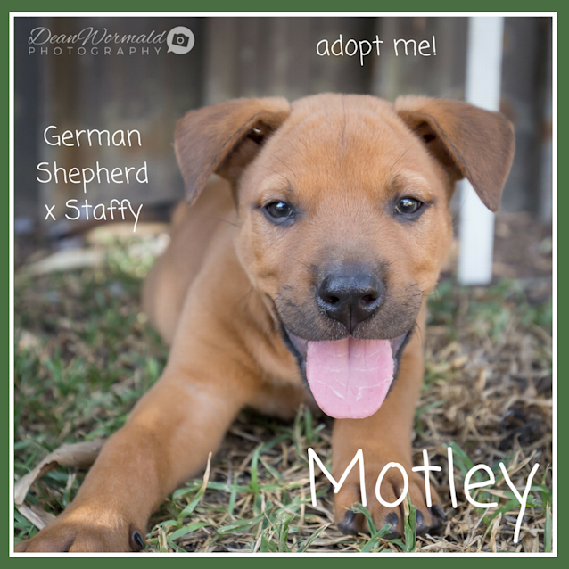 Photo of Motley~German Shepherd X Staffy (On Trial 17/2/18)