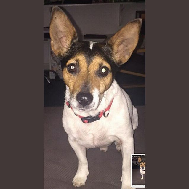 Photo of Spot