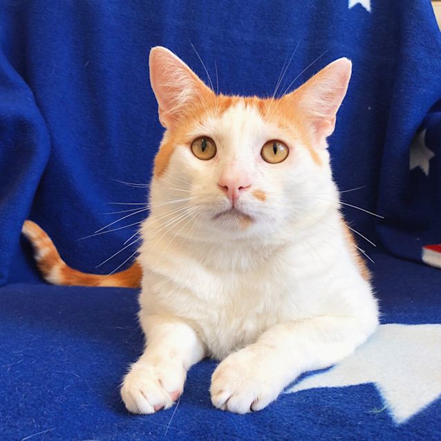 Photo of Toffee
