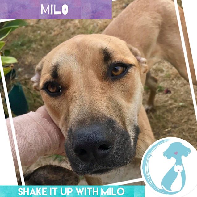 Photo of Milo