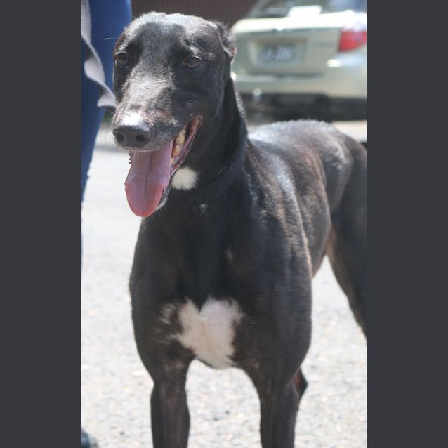 Photo of Archie