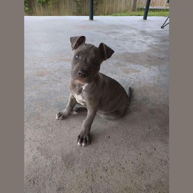 Photo of Mambo
