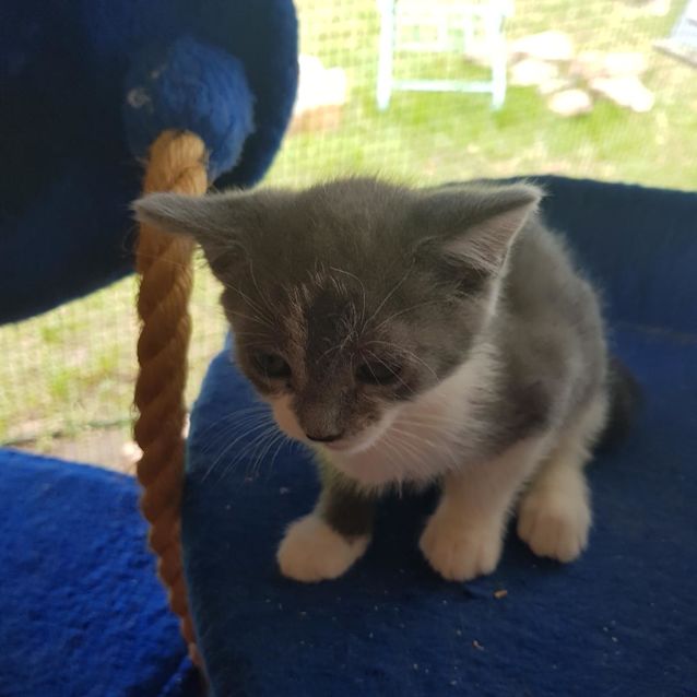 Photo of Sooky