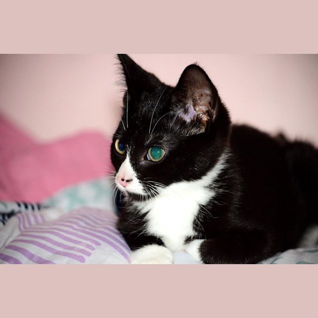 Photo of Lysander