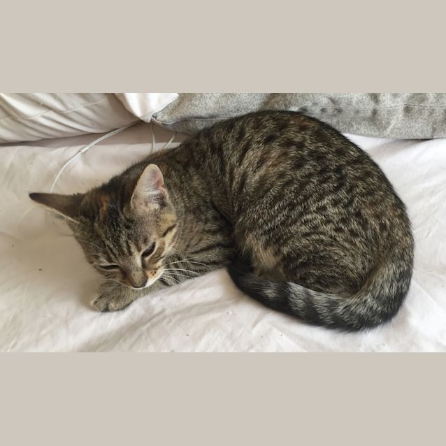 Photo of Lana The Spotty Leopard Bengal Girl Kitten!